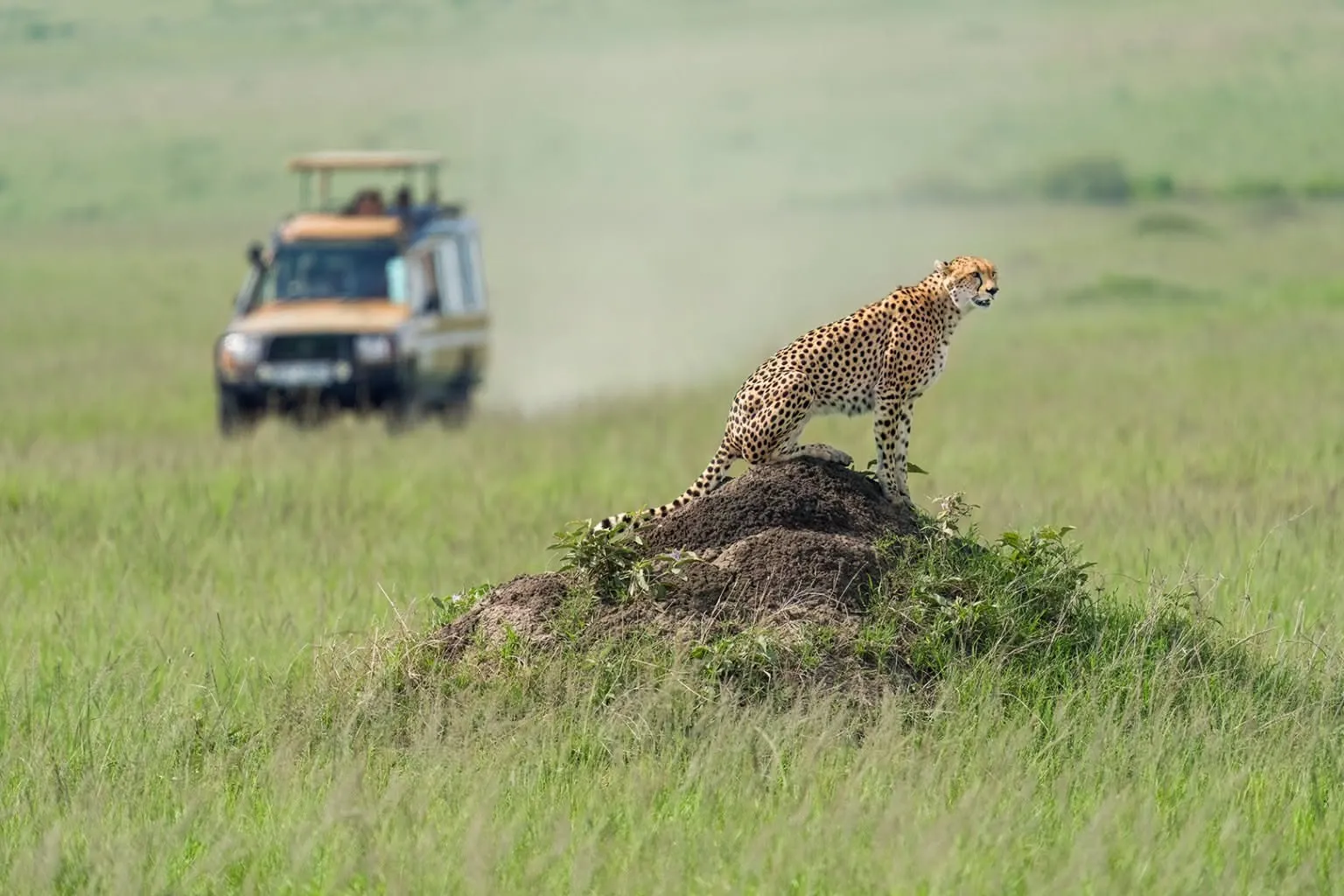 2-days-masai-mara-national-reserve