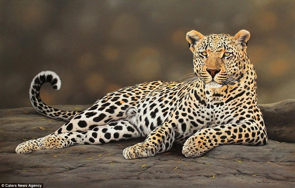 Classic Wildlife Safaris
