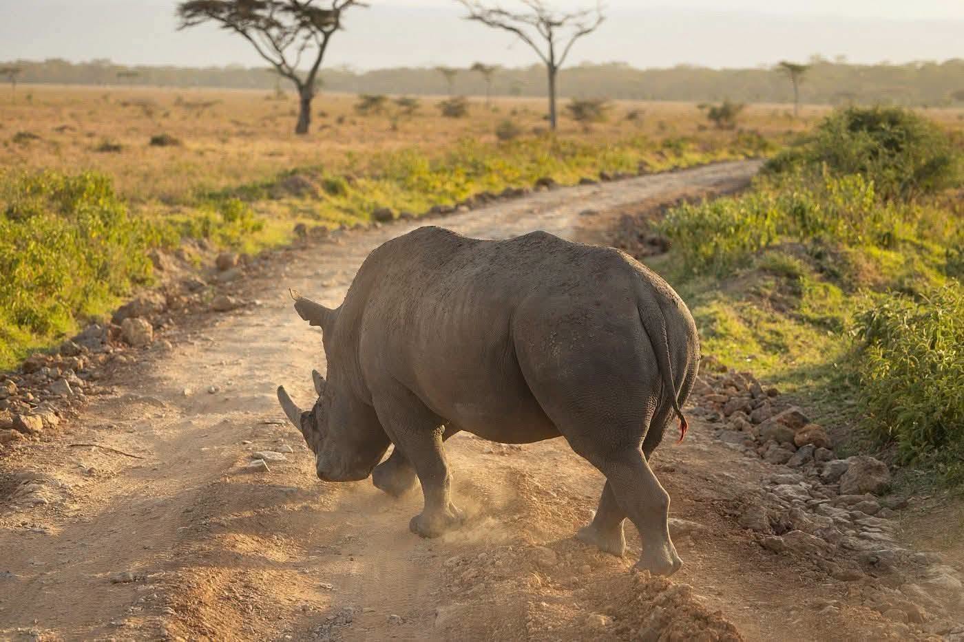4 Day Maasai Mara and Lake Nakuru Wildlife Safari