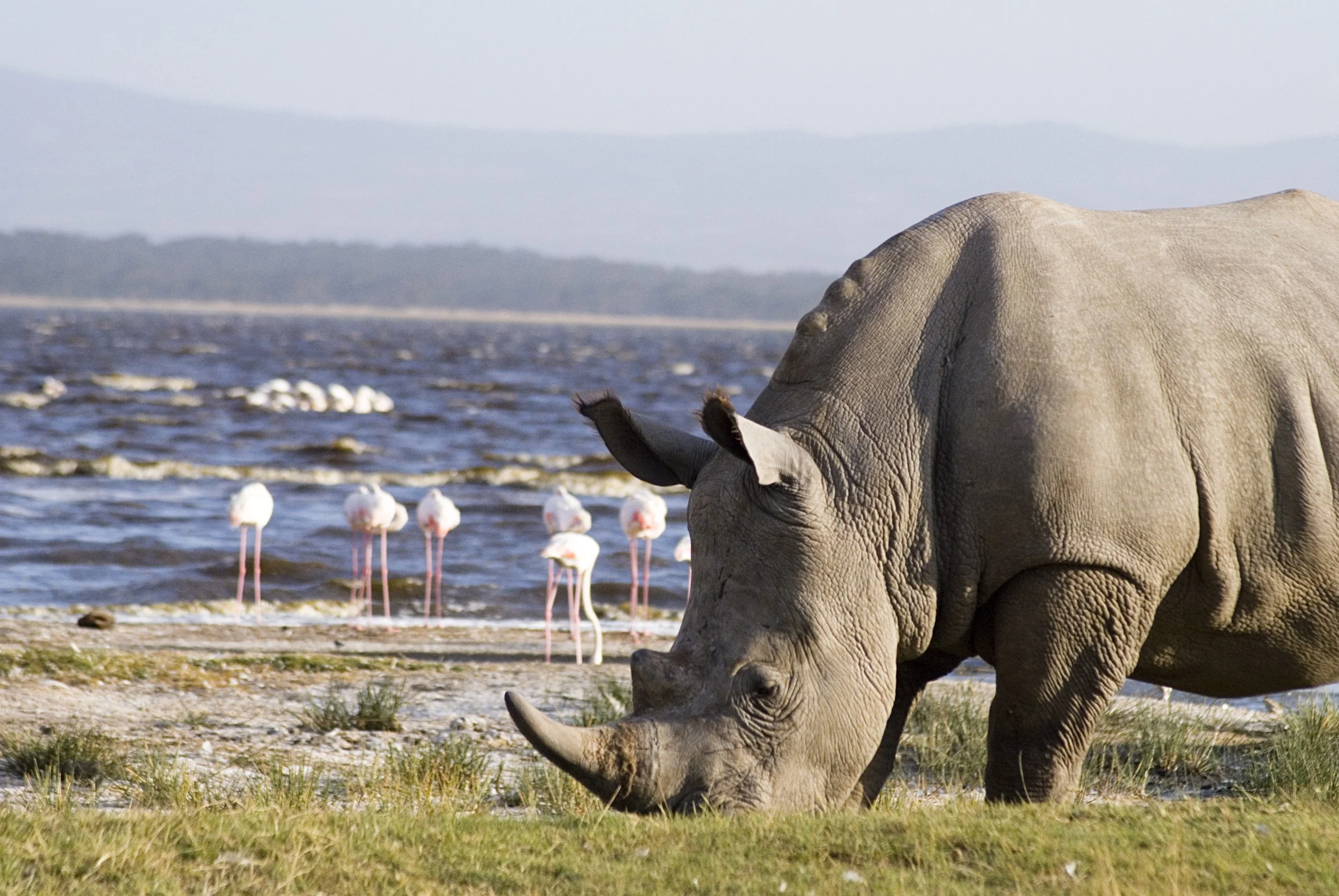 1 Day Lake Nakuru National Park Rhino Safari