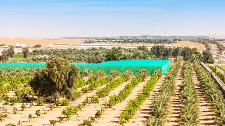 Abu Dhabi and Al Ain Desert Agriculture Region