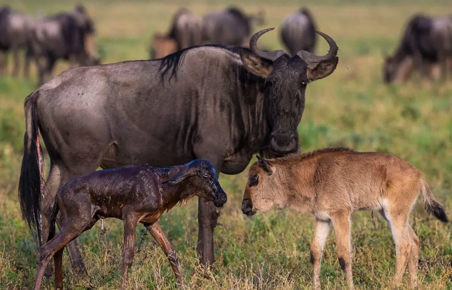 Calving Season Safaris