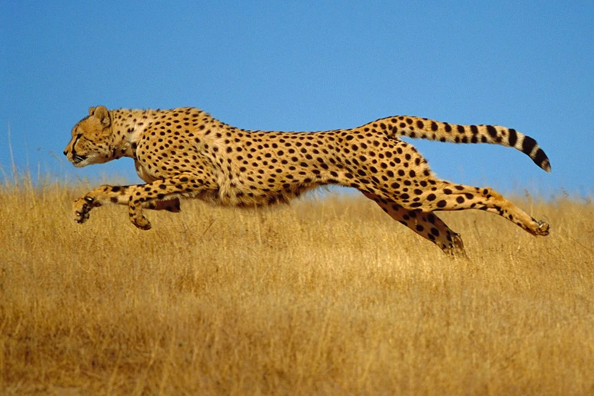 cheetah