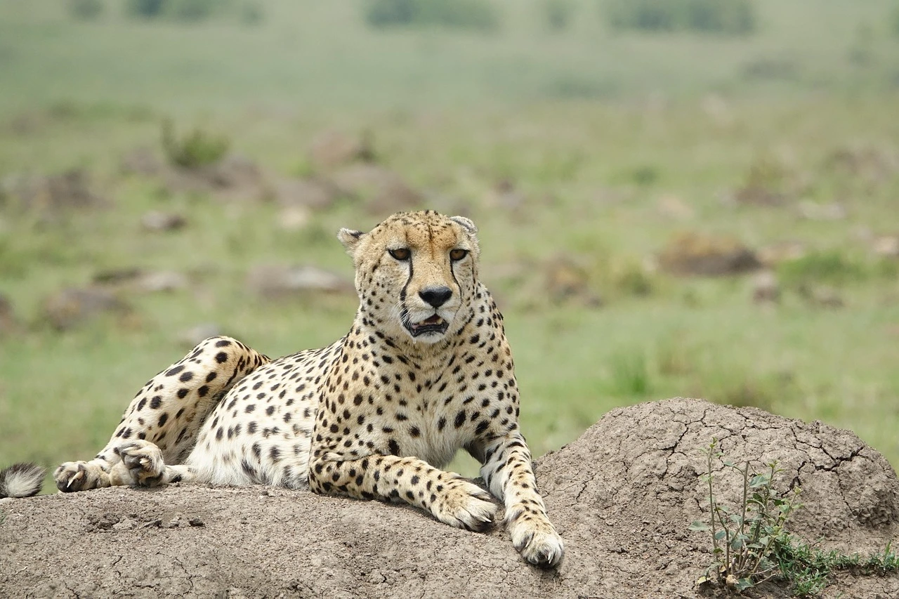 Maasai Mara National Reserve