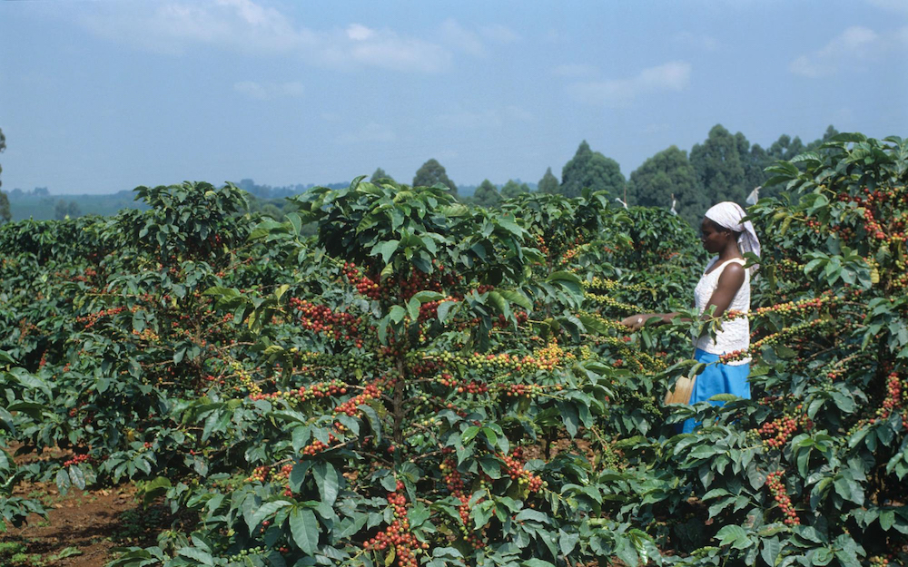 Kiambu Coffee Farms