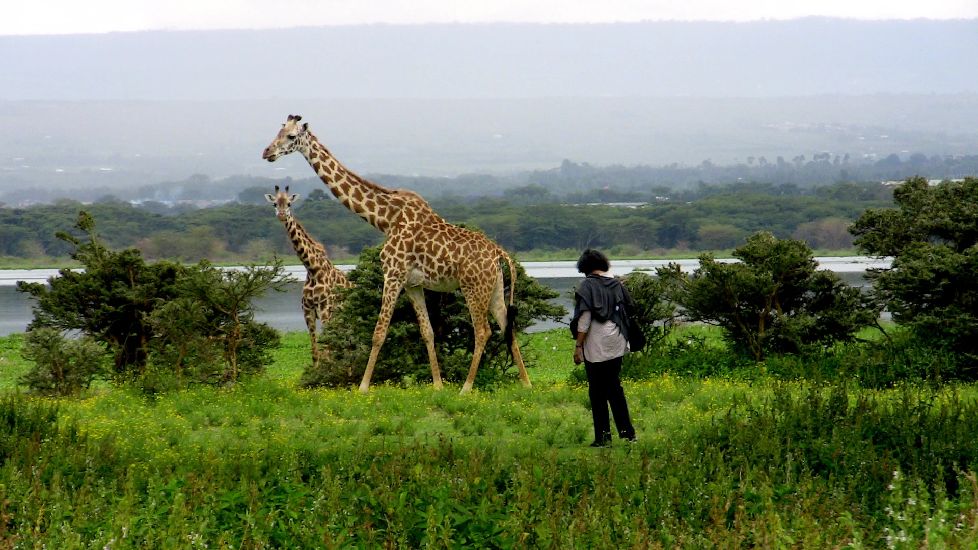 1 Day Lake Naivasha and Crescent Island Nature Safari