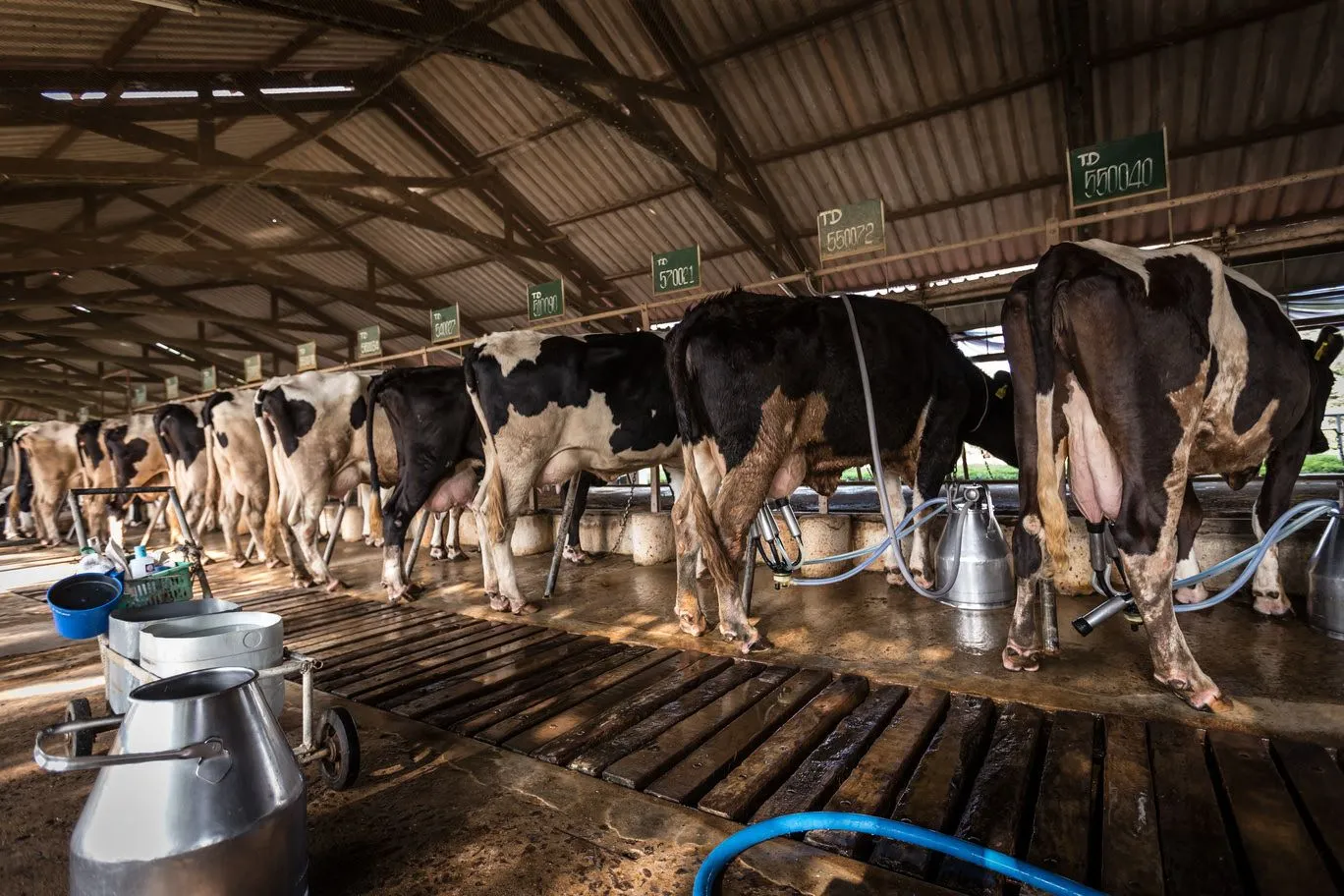 Dairy and Livestock Learning Visits