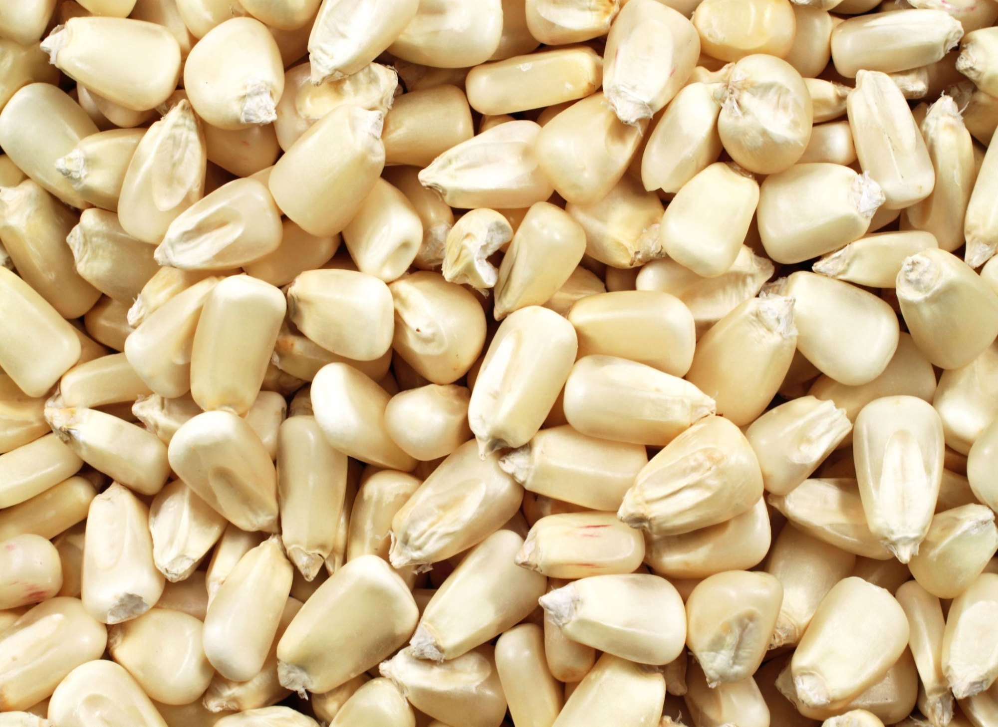 Dry White Maize Grain