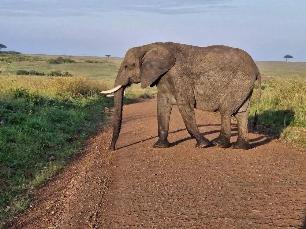 5 Day Samburu Special Five and Ol Pejeta Conservation Safari