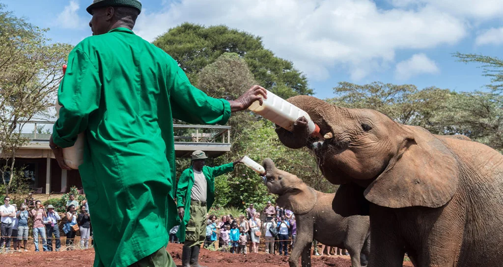 Half Day Nairobi National Park and Elephant Nursery Safari