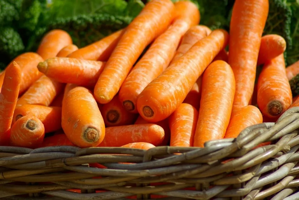 Fresh Carrots
