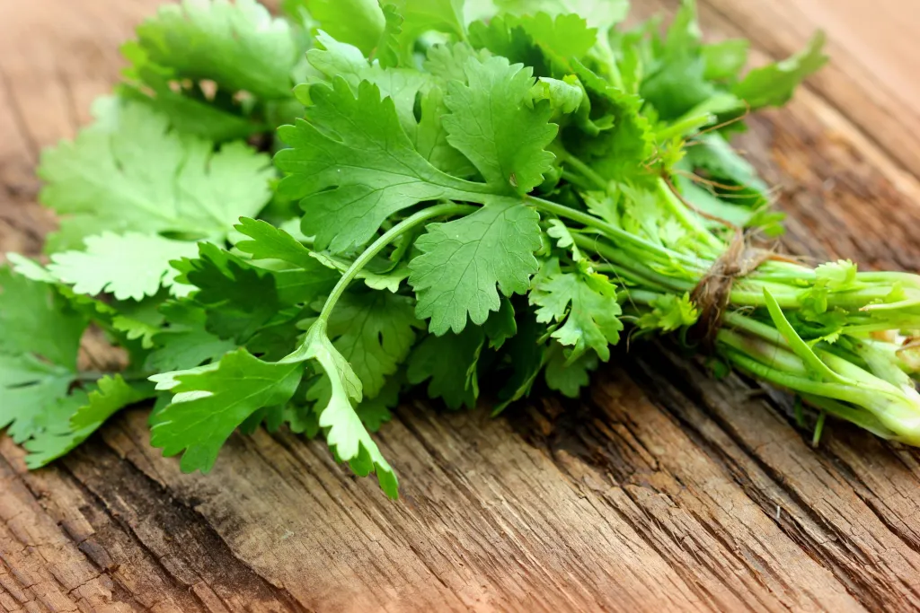Fresh Coriander