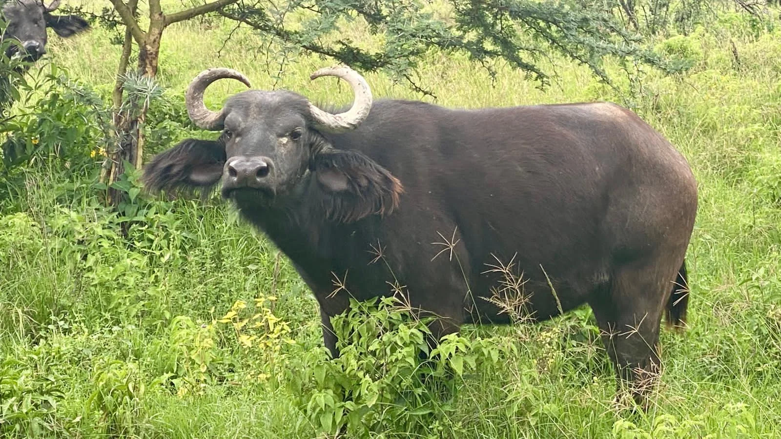 A Bufallo Spotted During A Game Drive
