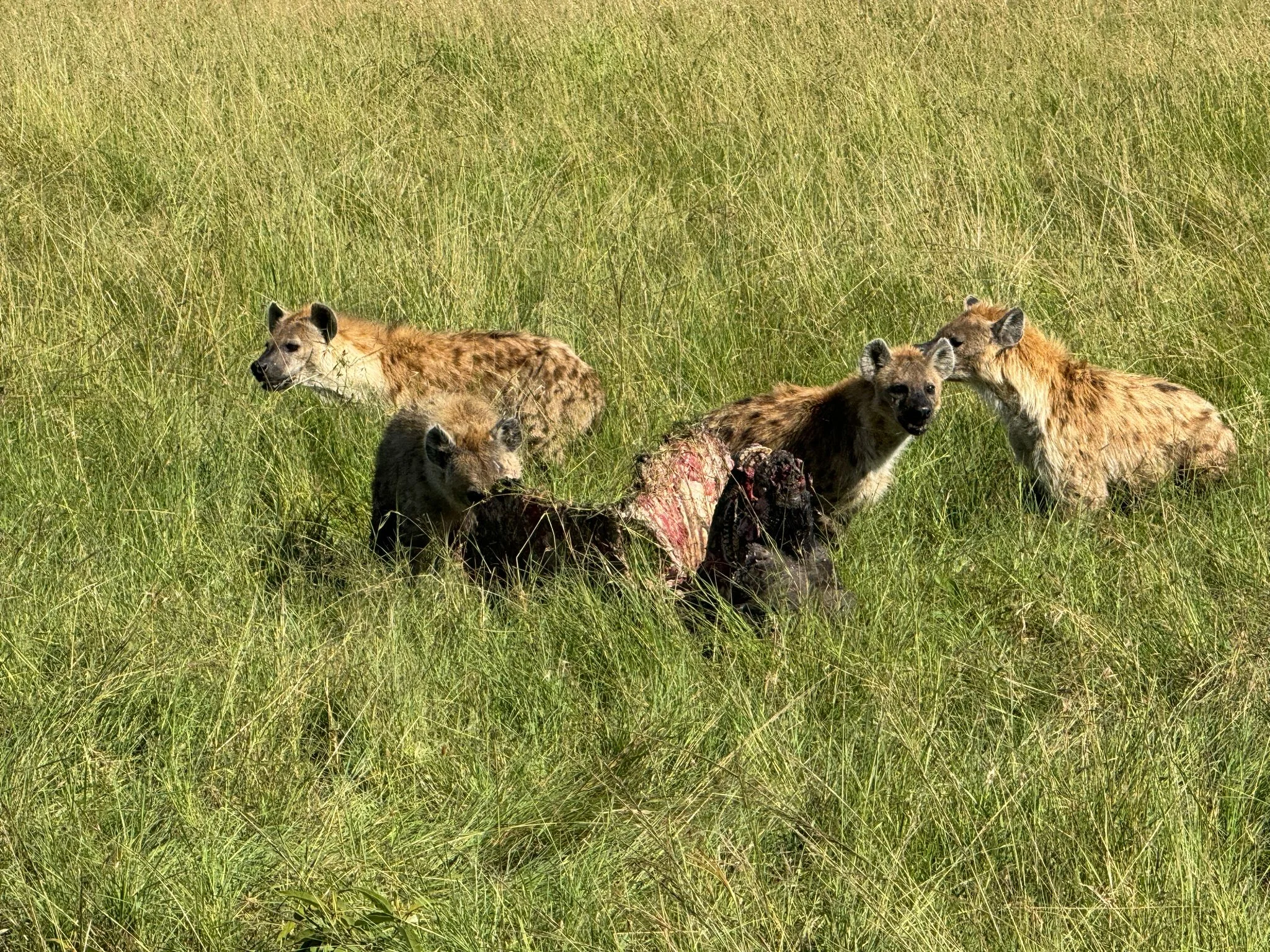 A Group Of Hyenas Feasting