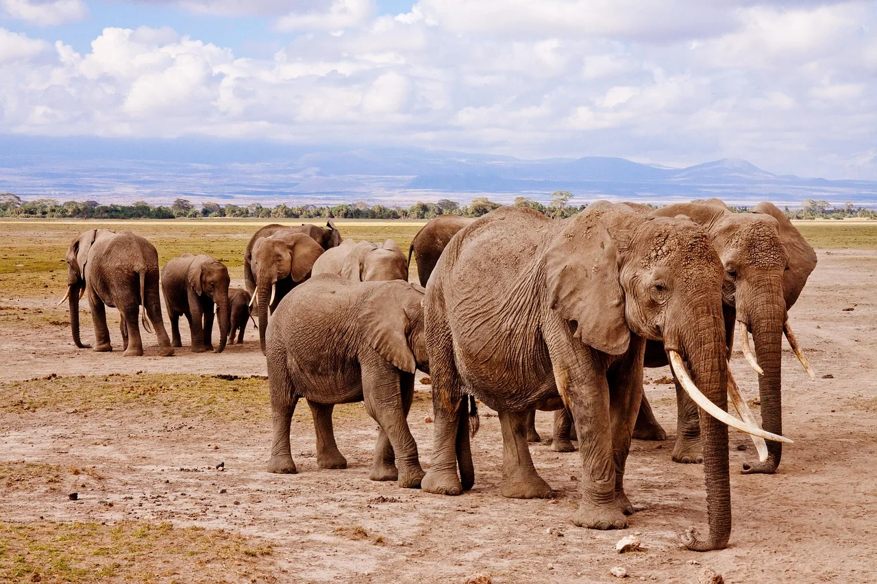 Poswiecie Elephants 458990 1280