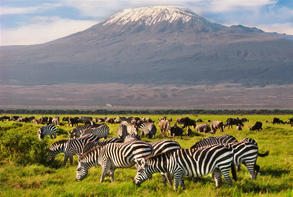 giraffes-feeding-at-amboseli