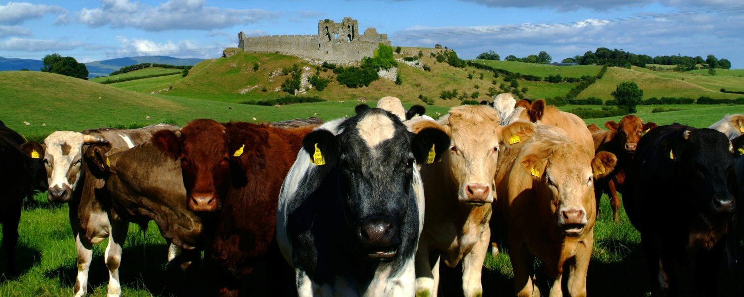 Seven Day Ireland Dairy, Beef and Sustainable Livestock Study Tour