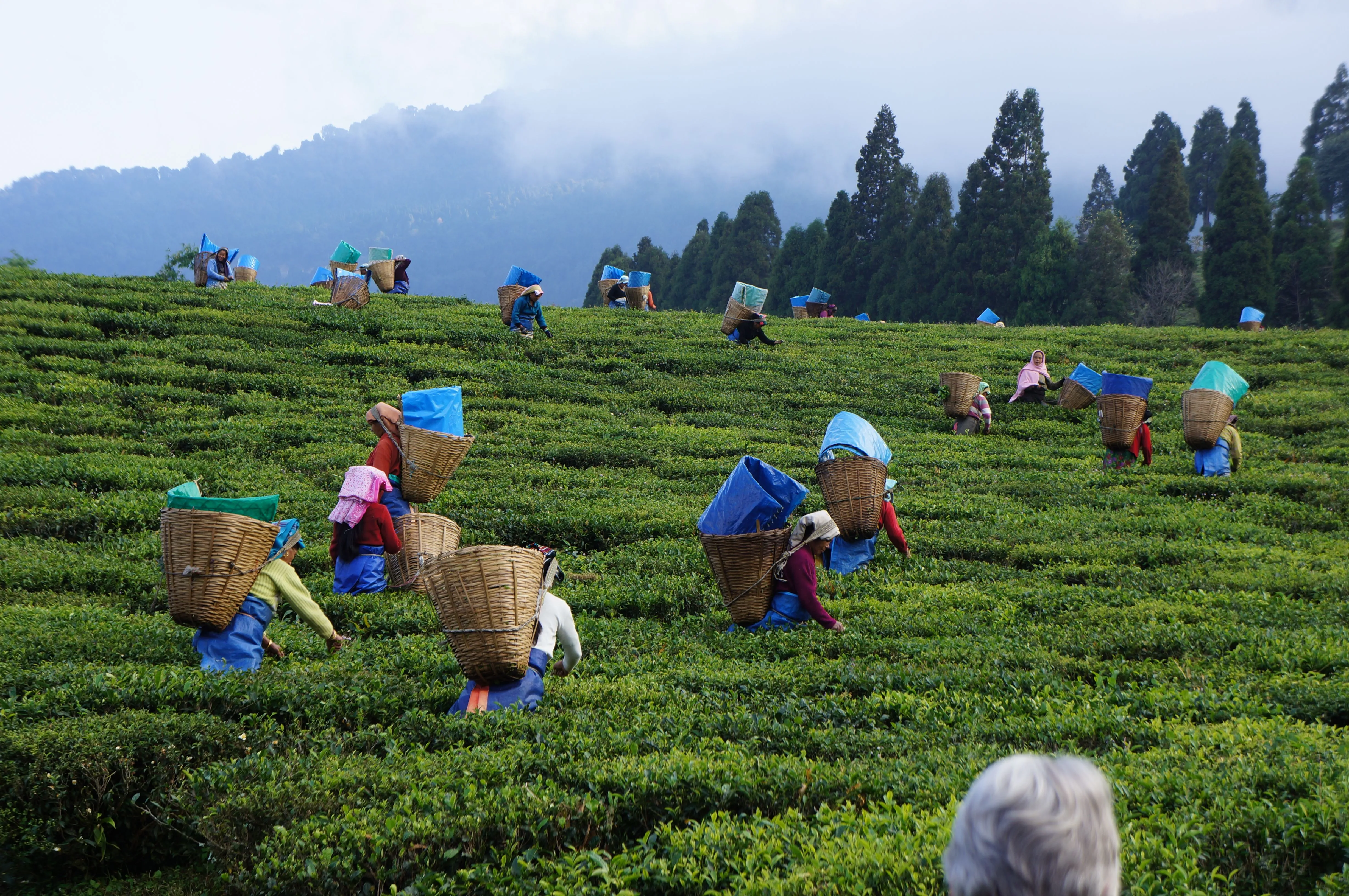 Kenyan Coffee and Tea Farm Tours: From Field Production to Processing and Export