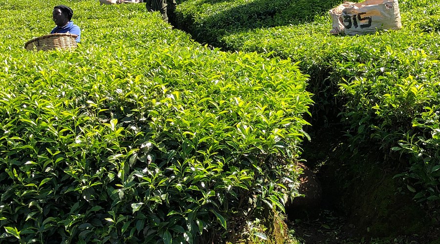Kericho Tea Highlands