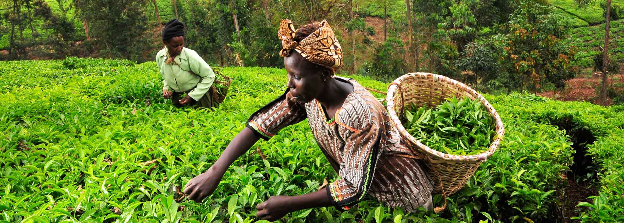 Limuru and Kiambu Tea and Coffee Highlands