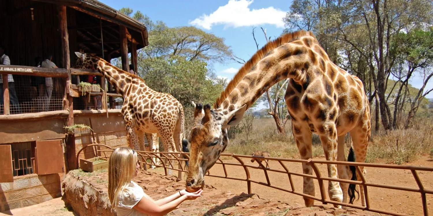 nairobi-giraffe-centre