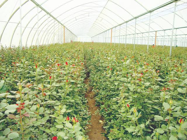 Naivasha Horticulture & Floriculture Belt
