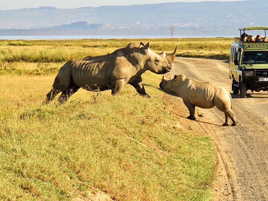 7 Day Samburu, Ol Pejeta, Naivasha and Maasai Mara Safari