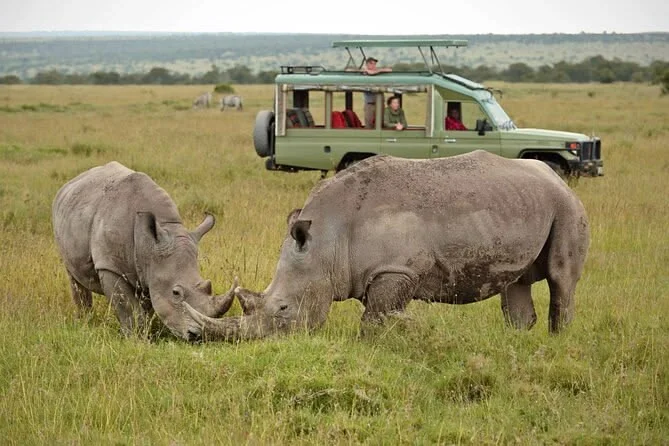 1 Day Ol Pejeta Conservancy Rhino Safari