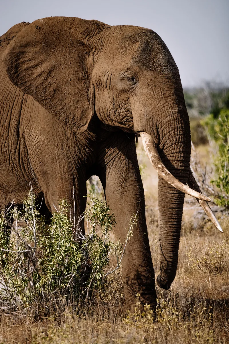 East Africa Cross Border Safaris