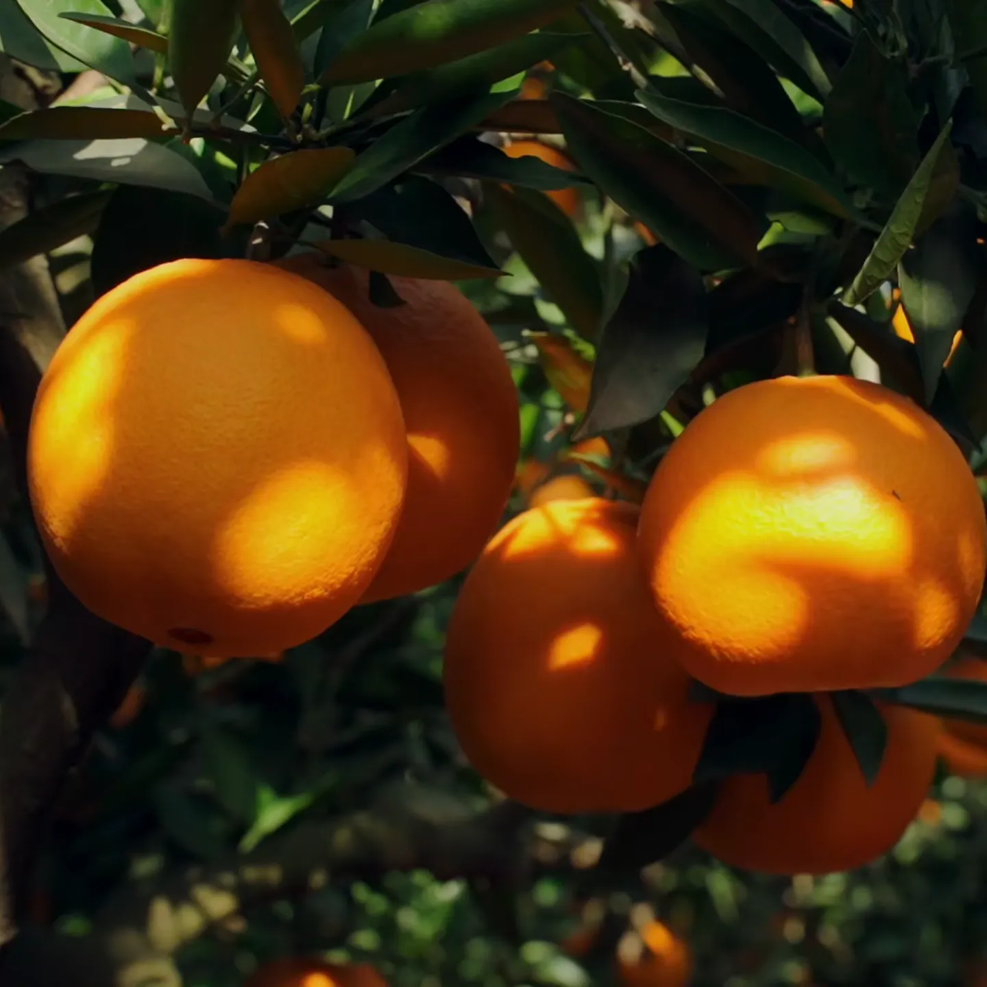 Oranges