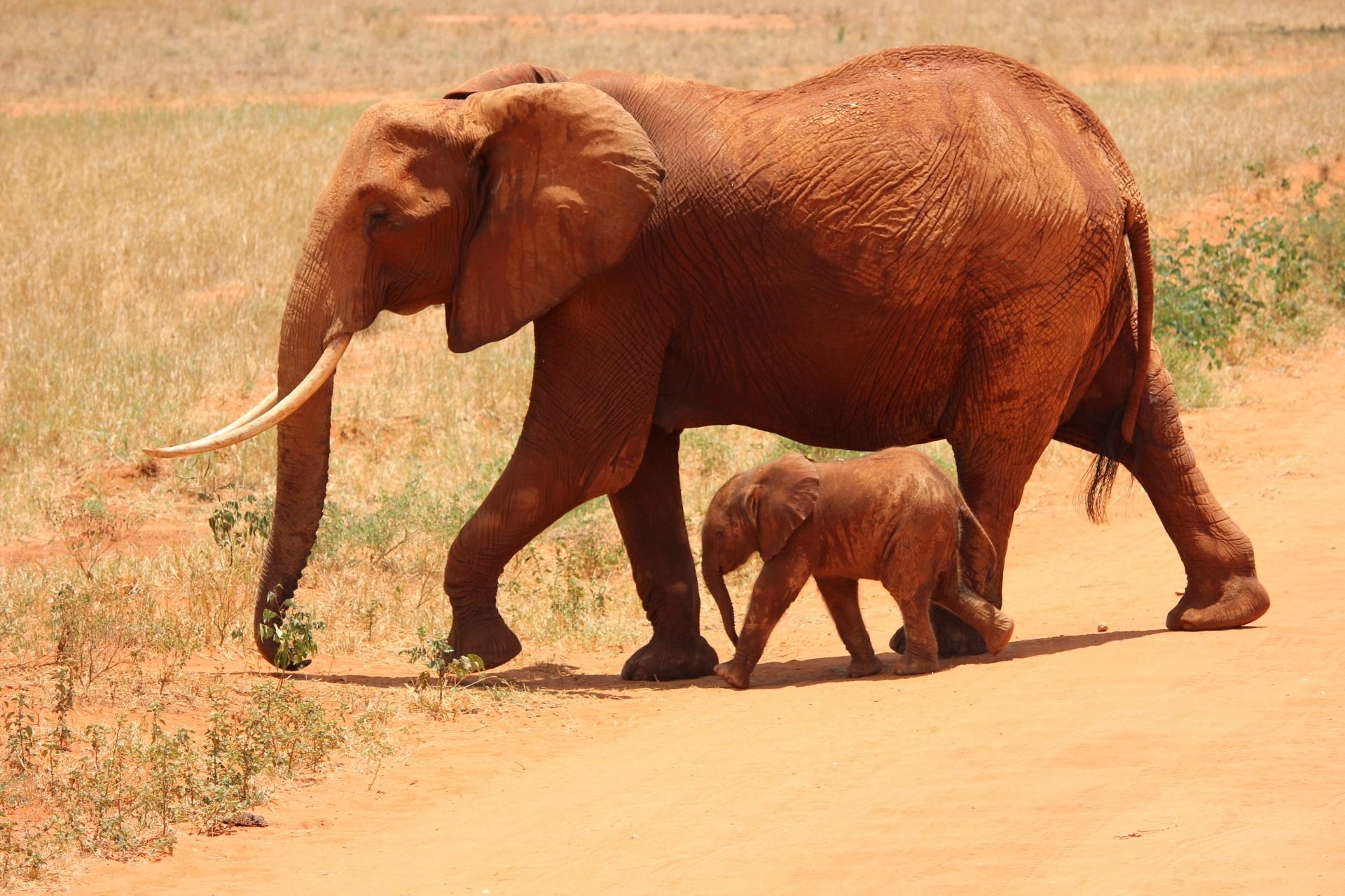 Tsavo East National Park