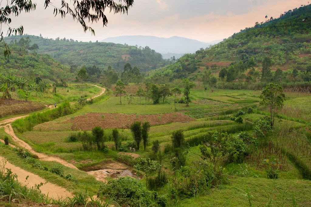 Rwanda Coffee, Tea and Horticulture Circuit