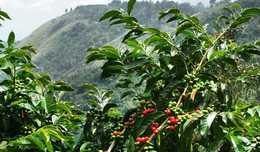 6 Day Rwanda Coffee, Tea and Export Horticulture Learning Tour