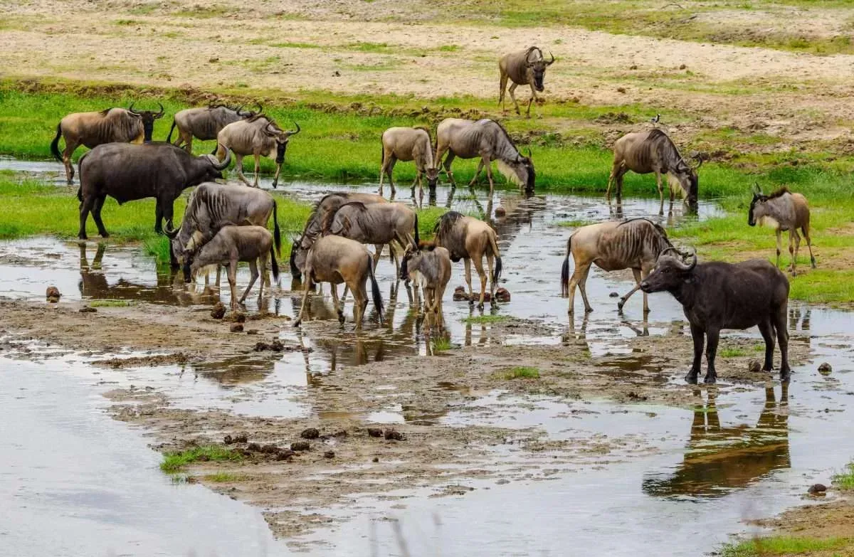 tarangire-national-park-tanzania