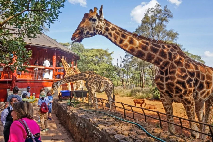 Half Day Nairobi National Park and Giraffe Centre Safari