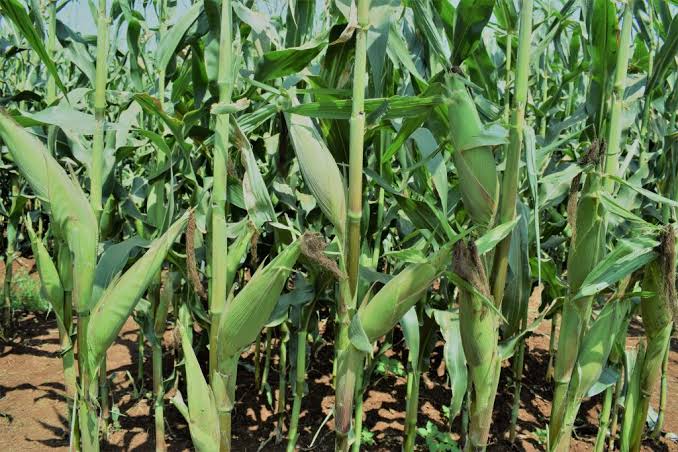 Uasin Gishu and Trans Nzoia Agricultural Belt