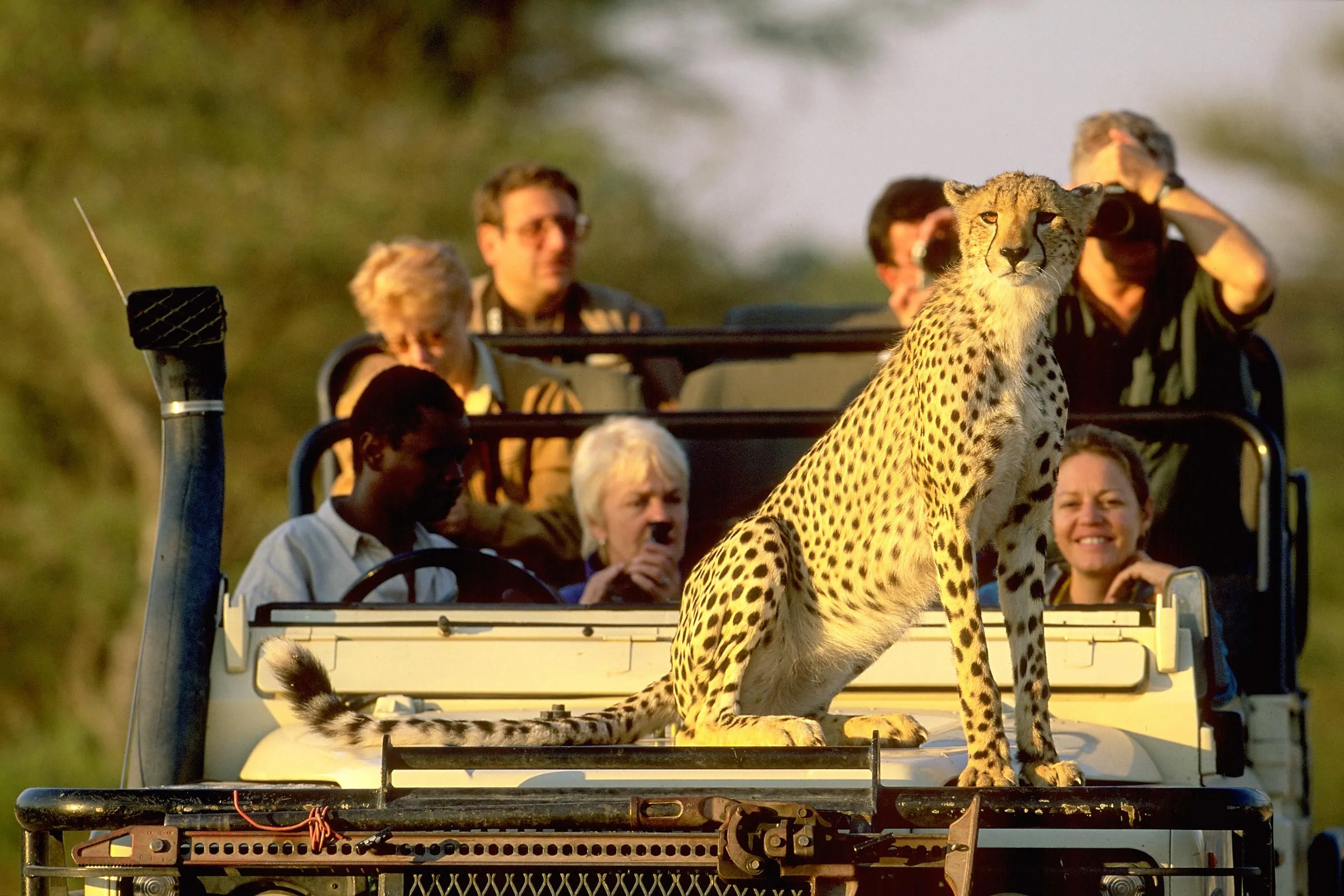Maasai Mara, Amboseli, Lake Nakuru or Samburu: Which Kenya Safari Destination Fits Your Trip?