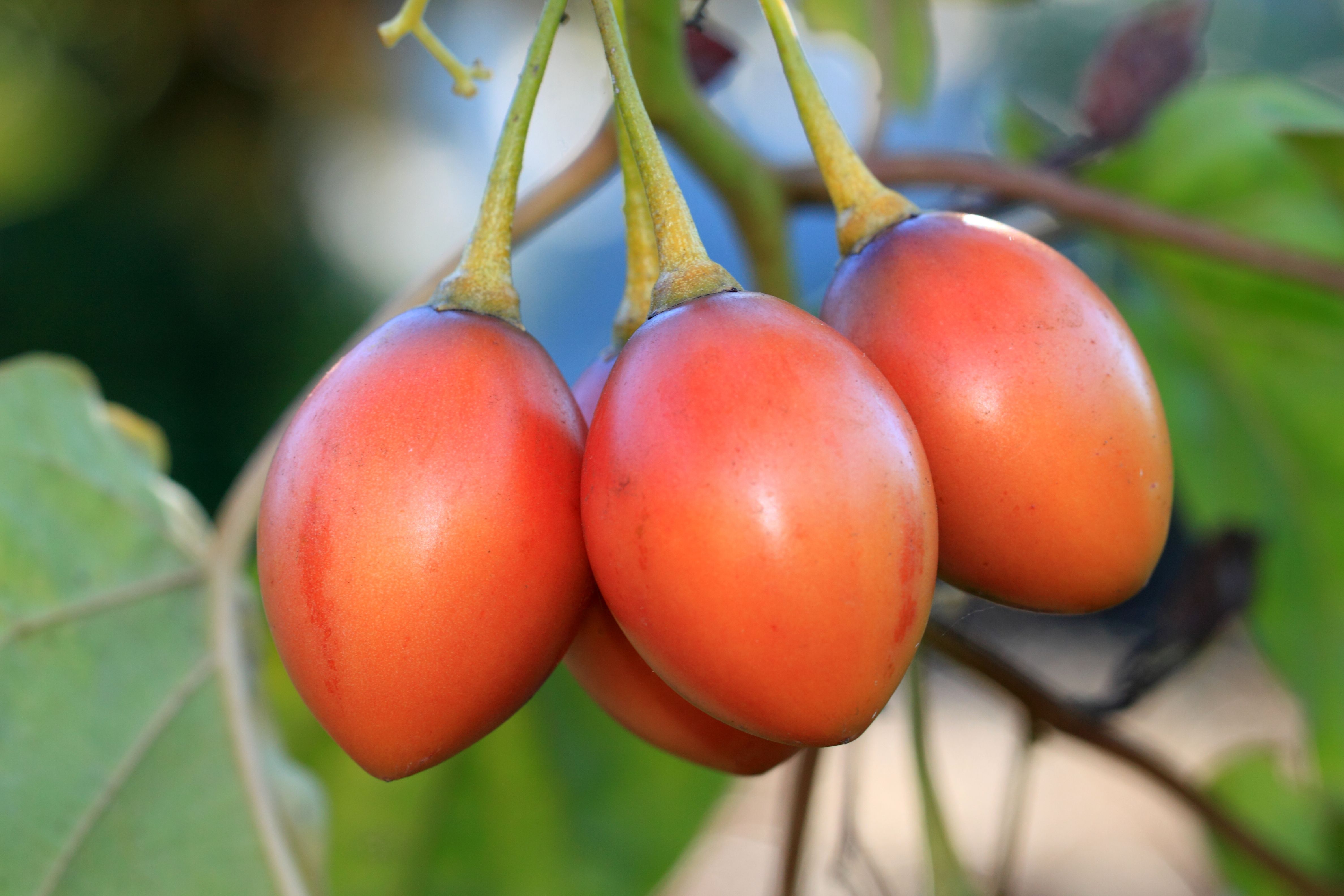 Tree Tomatoes