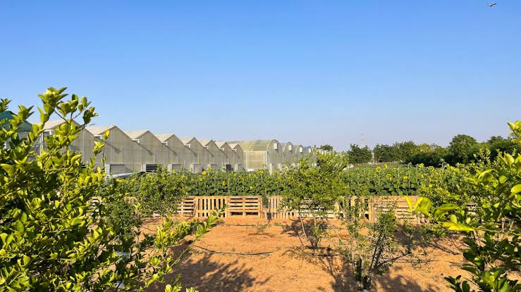 6 Day United Arab Emirates Desert Agriculture and Controlled Environment Tour