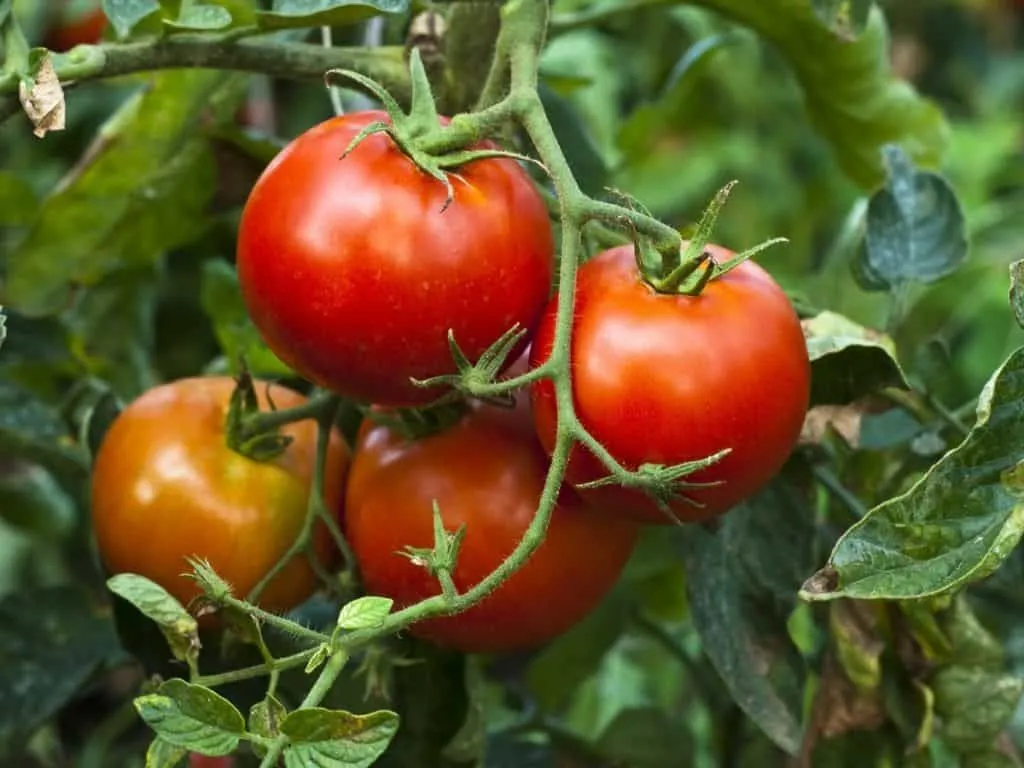 Vine Ripened Tomatoes