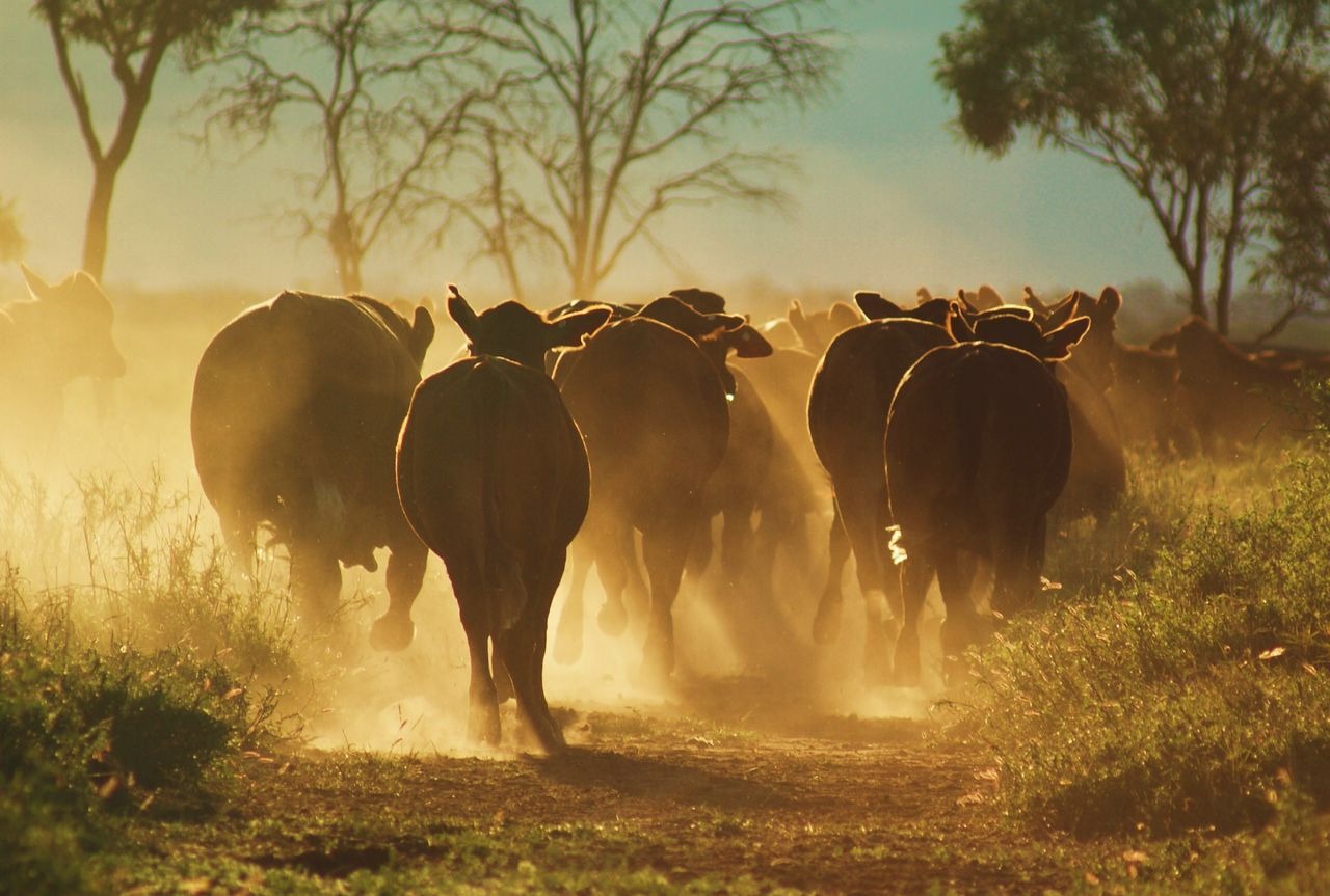14 Day Western Australia Dryland Grain, Livestock and Export Agriculture Journey