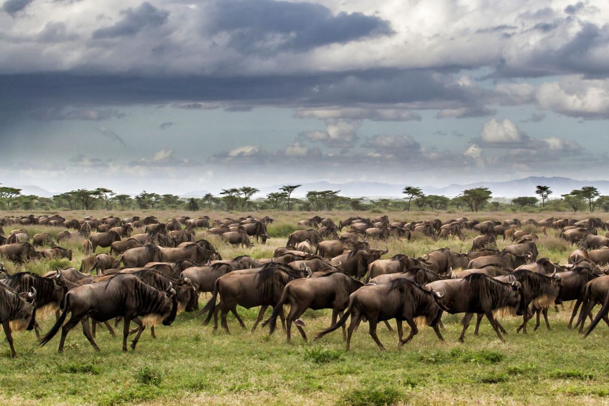 Wildebeest Migration Safaris