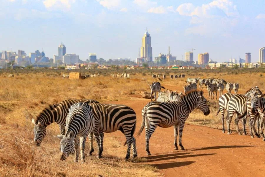 One Day Nairobi Wildlife, Sheldrick & Giraffe Center